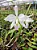 Cattleya Labiata Semi Alba Carnea 6 - Espata Floral - Imagem 1