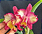 Cattleya Fire Fantasy 'Hihimanu' - Vegetal com brotacao - Imagem 1