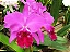 Cattleya Labiata (Helena x Nomura) 3 - 2 Espatas Florais (Botao) (Sementeira) - Imagem 1