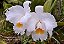 Cattleya Old Whitey - Espata Floral - Imagem 1