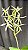 Epidendrum Viviparum - Adulto - Imagem 3