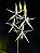 Epidendrum Viviparum - Adulto - Imagem 1