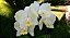 Cattleya Harrisoniana Alba Trilabelo X self - tamanho 3 - Imagem 1