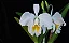 Cattleya Mossiae Alba 'Super White' - Vaso bem Cheio - Imagem 1