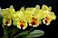Blc. Goldenzelle 'Lemon Chiffon' 2 - 2 Frentes com Botoes - Imagem 1