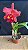 Blc. NSA Linda Dona 3 - Florida (Otima Floracao) - Imagem 1