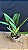Cattleya Percivaliana Thiago 1 - Vegetal - Imagem 2
