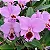 Cattleya Percivaliana Thiago 1 - Vegetal - Imagem 1