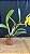 Blc. Suzuki's Golden Stripes - Florida + Vaso Cheio - Imagem 2