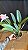 Blc. (Patchara Fancy x Memoria Anna Balmores) - Florida (Otima Cor e Forma) - Imagem 2