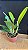 Lc. Aqui Finn 'Nature Best' 2 - 2 Espatas FLorais + Vaso Cheio - Imagem 2