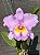 Blc. Thaksina Pink 1 - Espata Floral - Imagem 1