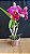 Blc. (Lady Gaga x Amazing Thailand) 2 - 2 Flores (Especial) - Imagem 1