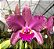 Blc. Durigan 'Hercules' - 2 UNIDADES *ATACADO* - Imagem 1
