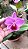 Cattleya (Aloha Case 'Ching Hua' x Percivaliana 'Carla Porto') - Adulta (Sementeira) - Imagem 2