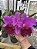 Cattleya Amy Wakasugi 'Yamanashi' - Adulta - Imagem 1