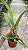 Cattleya Labiata (Semi Alba Carnea x Tipo) - Adulta - Imagem 3