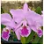 Cattleya Labiata (Semi Alba Carnea x Tipo) - Adulta - Imagem 1