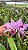 Cattleya Labiata (Semi Alba Carnea x Tipo) - *2 UNIDADES - ATACADO* - Imagem 2