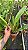 Cattleya Nippon Livinza - Adulta - Imagem 3