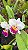 Cattleya Nippon Livinza - Adulta - Imagem 2