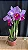 Cattleya Zaoh Porch - Adulta - Imagem 1