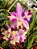 Lc. Little Mary 'Marispata' - 2 UNIDADES *ATACADO* - Imagem 1