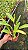 Blc. (Pastoral 'Aniel Carnier' x Chief Journey 'First Choice') - Adulta (Sementeira) - Imagem 2