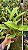 Pot. Lemon Tree x (C. Enid Butterfly x Blc. Golden Light) - *2 UNIDADES - ATACADO* - Imagem 3
