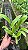 Blc. Hsinying Pink Doll - *2 UNIDADES - ATACADO* - Imagem 2