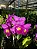 Blc. Hsinying Pink Doll - *2 UNIDADES - ATACADO* - Imagem 1