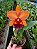 Blc. Mirian Suzuki 'Sunset' - *2 UNIDADES - ATACADO* - Imagem 1