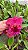 Blc. Candelario Garcia 'Original' - *2 UNIDADES - ATACADO* - Imagem 2