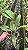 Blc. (Chia Lin "New City" X Sanyung Ruby) - 2 UNIDADES *ATACADO* - Imagem 3