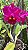 Blc. (Chia Lin "New City" X Sanyung Ruby) - 2 UNIDADES *ATACADO* - Imagem 2