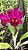 Blc. (Chia Lin "New City" X Sanyung Ruby) - 2 UNIDADES *ATACADO* - Imagem 1