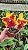 Blc. Rungnapha Fancy - Adulta - Imagem 1