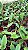 Blc. Rungnapha Fancy - 2 UNIDADES *ATACADO* - Imagem 3