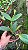 Blc. Rungnapha Fancy - 2 UNIDADES *ATACADO* - Imagem 2