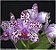 Blc. Durigan 'Aquarius' - 2 UNIDADES *ATACADO* - Imagem 1