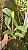 Blc. Nobile's Tatha -2 UNIDADES *ATACADO* - Imagem 2