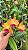 Blc.(Chinese Bronze x Nobile's Confetti) - 2 UNIDADES *ATACADO* - Imagem 3