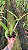 Blc.(Chinese Bronze x Nobile's Confetti) - 2 UNIDADES *ATACADO* - Imagem 6