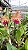 Blc.(Chinese Bronze x Nobile's Confetti) - 2 UNIDADES *ATACADO* - Imagem 2