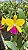 Blc.(Chinese Bronze x Nobile's Confetti) - 2 UNIDADES *ATACADO* - Imagem 5