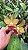 Blc.(Chinese Bronze x Nobile's Confetti) - 2 UNIDADES *ATACADO* - Imagem 4