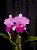 Cattleya Beatriz Kunning - 2 UNIDADES *ATACADO* - Imagem 1