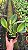 Cattleya Beatriz Kunning - 2 UNIDADES *ATACADO* - Imagem 3