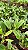Cattleya Beatriz Kunning - 2 UNIDADES *ATACADO* - Imagem 2