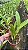 Cattleya Trianae Concolor 'Orion' - 2 UNIDADES *ATACADO* - Imagem 2